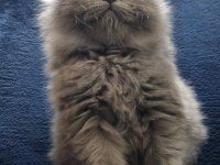 Safkan A kalite 1,5 aylık paspas british longhair erkeğim