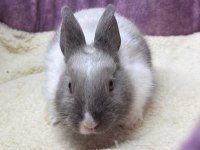 CÜCE NETHERLAND DWARF TAVŞAN YAVRULARIMIZ