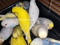 TÜM İSTANBUL İLÇELERİNE ADRESE TESLİM MUHABBET KUŞU