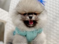 Pomeranian kalitesinin ve farkının farkında olan yavrular