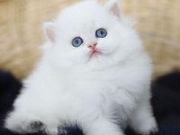 Beyaz british longhair