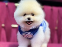 Fendi erkek 3 aylık tuvalet eğitimli pomeranian