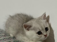 En tatlı bebek kediler burada