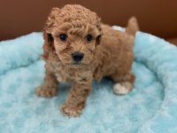 SEVİMLİ MALTİPOO YAVRULARI