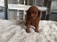 Kore toy poodle yavrularımız