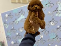 Orjinal Red Toy Poodle