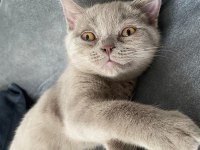 Lilac British Shorthair 3 Aylık