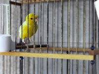 Çok iyi ötümlü lipogram ırk orjinal kanarya