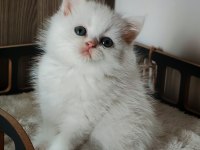 Beyaz erkek yavru kedimiz