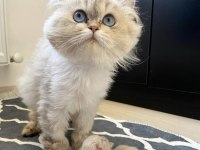 British longhair 2.5 yaşında