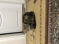 British shorthair kırma beyimize yuva arıyoruz