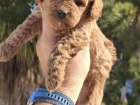 Poodle bebeğimiz