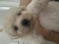 Korekan Maltese Terrier