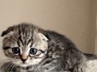 Dişi tabby scottish fold