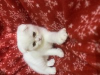 Scottish Fold Dişi Beyaz 2 Aylık