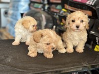 Çok özel wc eğitimli kore maltipoo