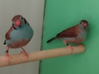 Cordon blue ispinoz çift tkf bilezikli