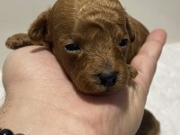 Red Brown renk Kore kan poodle bebekler