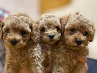 Efsane poodle yavrularımız hazır