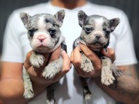 EXOTİC TRİ COLOR MERLE FRENCH BULLDOG