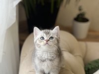Özel Renk Silver British Shorthair Yavrum