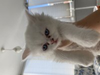 British shorthair kedilerimi acil sahiplendiriyorum