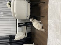 BLUE POİNT UYUMLU BRİTİSH SHORTHAİR KEDİM