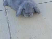 Hollanda lop tavşan yavrusu