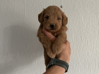 Maltipoo Red bebekler