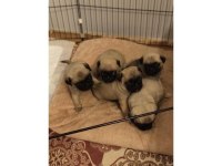 Pug yavrularım yeni sahibini bekliyor anne baba şecereli