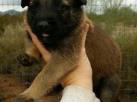 Hırs Küpü Belçika Malinois Yavrular