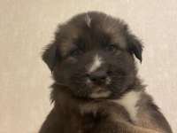 HUSKY ALMAN KURDU KIRMASI