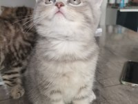 Black golden tabby yavrular british shorthair