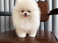 Pomeranian Kar Beyaz Teacup Yavrular