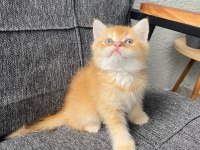 Golden Erkek Bebek British Shorthair
