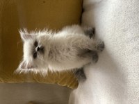 Blue point british longhair