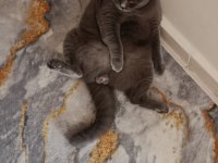 2 yaşında kısırlaştırılmış british shorthair