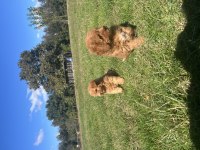 Orjinal minyatür toy poodle yavrular