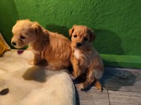 Poodle Miniklerim