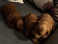TOY POODLE YAVRULARIMIZ