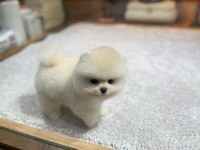 ORJİNAL IRK VE SAĞLIK GARANTİLİ KÖPEKLER
