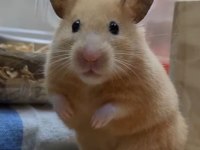HAMSTER-GONZALES YAVRULARIMIZ HERYERE GÖNDERİM