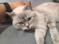 7 aylık erkek british shorthair yavruma yuva
