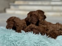 Wc eğitimli toy poodle yavrularımız ziyarete açık