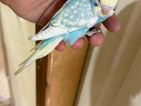 31 GÜNLÜK OĞLAN BEBEK MUHABBET KUŞUMUZ