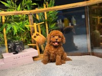 2 Aylık Kıvırcık Toy Poodle yavrularım
