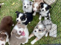 Border collie kapıda ödemeli çiftlik kredi kartı geçer