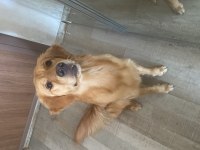 Safkan golden retriever oğlumuza dişi arıyoruz