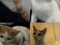 İsimi Simba 1 yaş 1 ay kedimize yeni sahibini arıyorum
