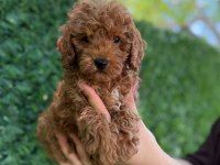 Minik kalpli poodle patimin kocaman sevgisi
